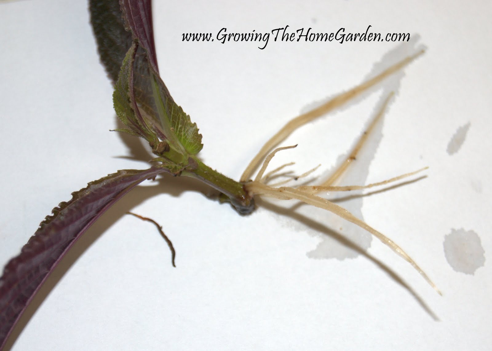 youtube videos de tetonas sin bragas